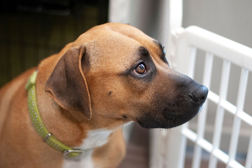 A profile view of a tan dog with a black muzzle looking alertly toward a white gate.