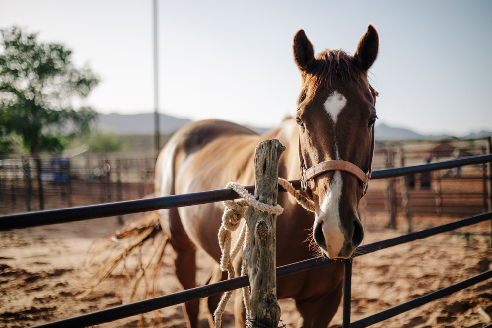 Chestnut horse tied to a fence post in a pasture while awaiting routine care or handling.