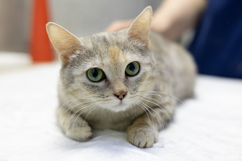 A close-up of a grey tabby cat with wide green eyes lying flat on a white examination table in a veterinary clinic.