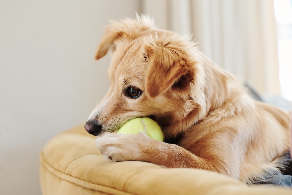 Dog chewing and playing with a ball indoors, illustrating how toys, chews, collars, and leashes should be selected carefully to prevent choking, injuries, and other pet safety risks.