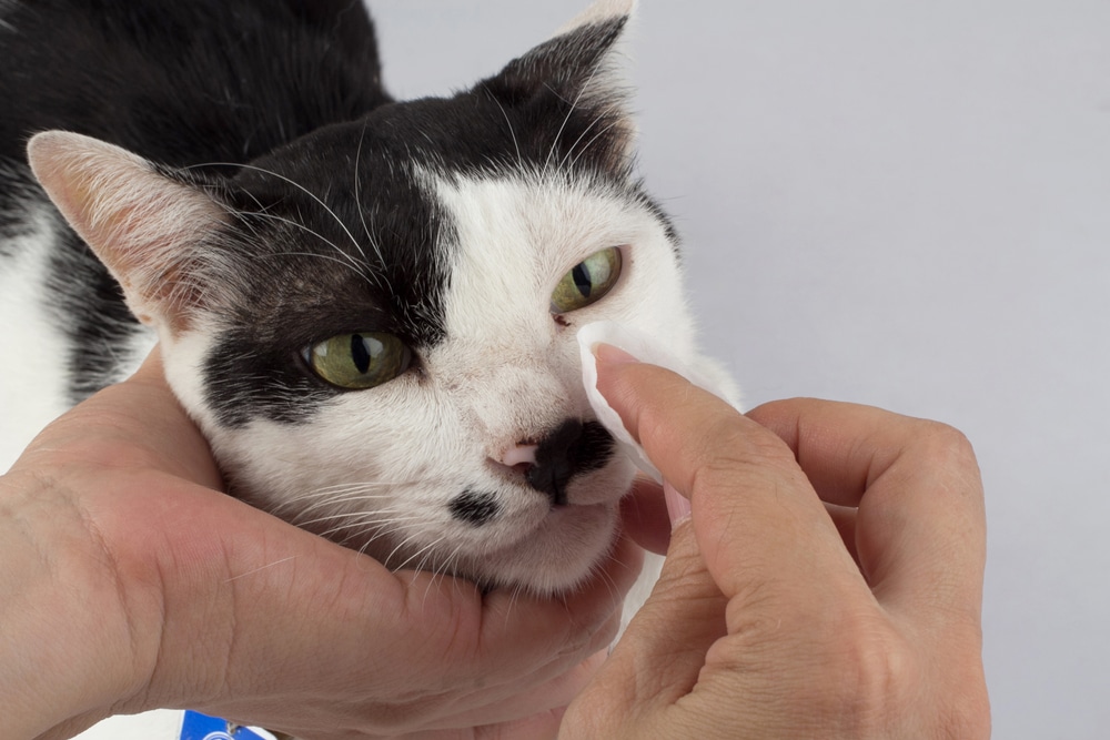 Close-up of cat eye cleaning using pet-safe wipes for hygiene.